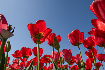 Tulip flowers against the blue sky, bottom view, red, white and yellow.