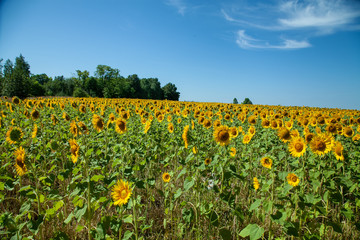 Fototapeta na wymiar A field of blooming sunflowers under a blue sky on a sunny day