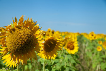 A field of blooming sunflowers under a blue sky on a sunny day