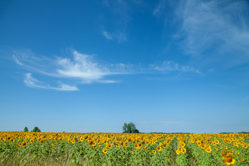 A field of blooming sunflowers under a blue sky on a sunny day with copy space