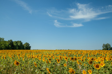 A field of blooming sunflowers under a blue sky on a sunny day with copy space