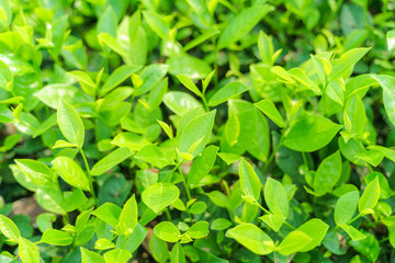 Fresh green tea leaves and buds in a tea plantation in morning