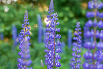 Close up of beautiful sunset with purple flowers lupins