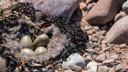 Eider duck nest with eggs in seaweed on a shingle beach