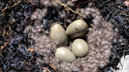 Eider duck nest with eggs among seaweed on a Highland coast