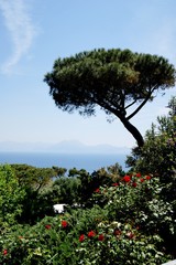 capri