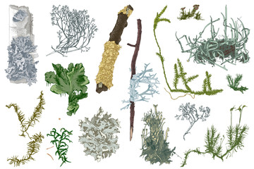 Hand drawn mosses and lichens - obrazy, fototapety, plakaty