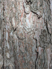 Atmospheric texture of natural wood bark
