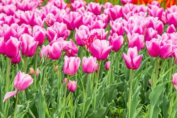 Flowers purple tulips in a green field, landscape field of flowers.