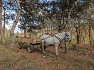 Beautiful horse with a cart 
