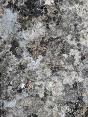 Grunge texture of concrete covered with moss