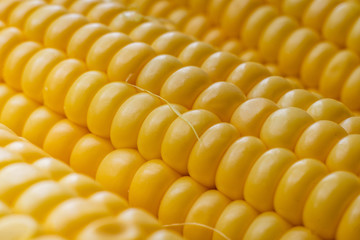 macro close up corn seeds view texture of yellow color, agriculture