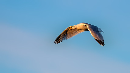 Herring gull flying in a blue sky with soft golden evening sunshine lighting up his wings and feathers