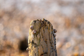 Shellfish on a wooden pole