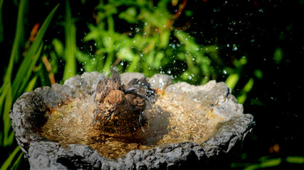 Blackbird fledgling enjoying a bath in a bird bath on a sunny summers day