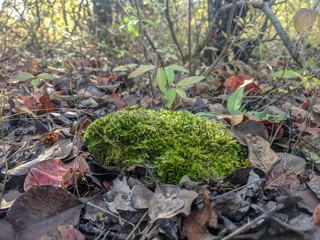  mossy forest litter of autumn leaves