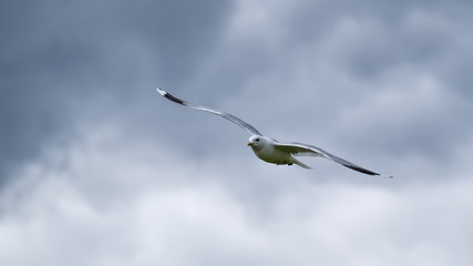 Common gull flying in a grey sky with his wings outstretched