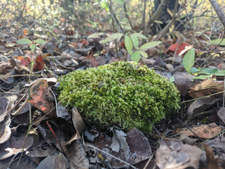  mossy forest litter of autumn leaves