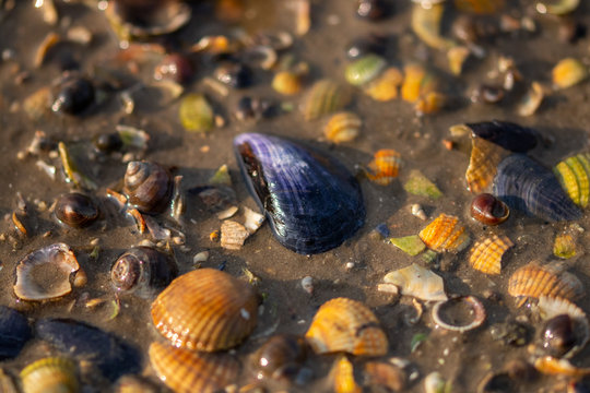 Purple Seashell