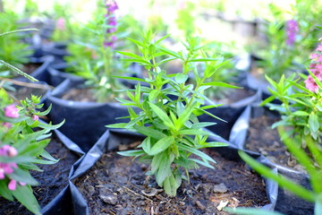 Beautiful flowers blooming in garden