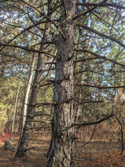  Beautiful landscape of autumn coniferous and deciduous forest