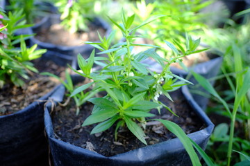 Beautiful flowers blooming in garden