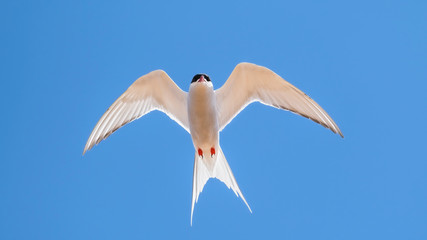 Arctic tern hovering in a blue sky with his wings outstretched showing his feathers and plumage