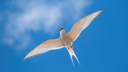 Arctic tern hovering in a blue sky with his wings outstretched showing his feathers and plumage