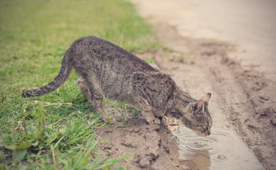 Beautiful gray cat drinking from puddle