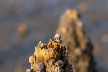 Shellfish on a wooden pole