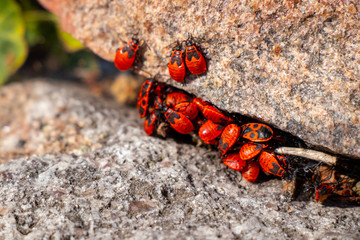 Feuerwanzen zwischen Steinen