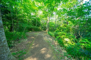 Fototapeta premium 福浦橋の景色