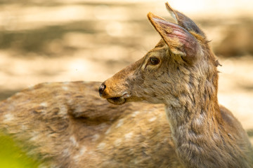 White-tailed Deer (Odocoileus virginianus) female, in summer nature, portrait.