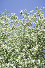 White flowers of apple cherry against the blue sky. Nature is spring.