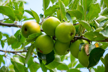 green apple on a tree
