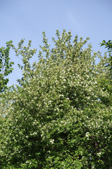 Fototapeta na wymiar White flowers of apple cherry against the blue sky. Nature is spring.