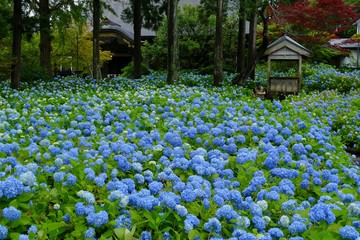 雲昌寺（あじさい寺）秋田県男鹿市