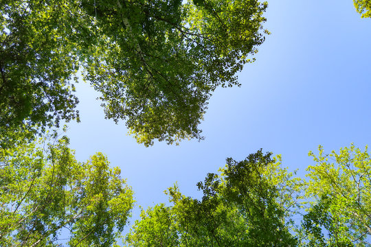 Green leaves of trees view from below against the blue sky, spring nature.