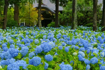 雲昌寺（あじさい寺）秋田県男鹿市