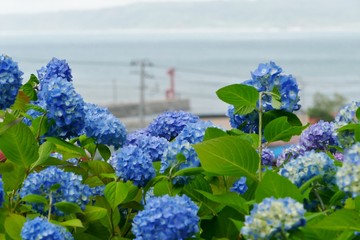 雲昌寺（あじさい寺）秋田県男鹿市
