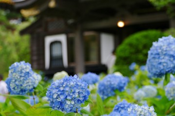 雲昌寺（あじさい寺）秋田県男鹿市