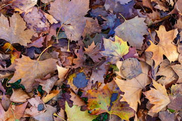 Autumn Leaves