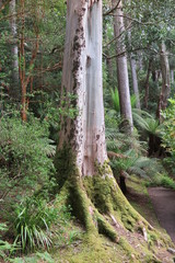 Inverewe Garden in Poolewe,  Schottland