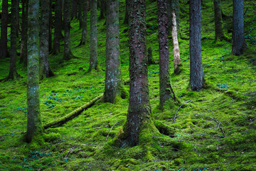 Obraz premium Lush Scottish woodland scene.