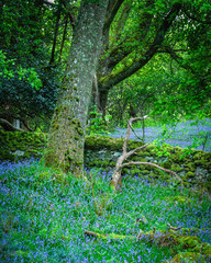 Bluebells blossoming in Scottish woodland.