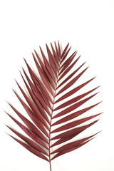 tropical palm leaf isolated in Bordeaux color on a white background minimal concept. top view. floral card