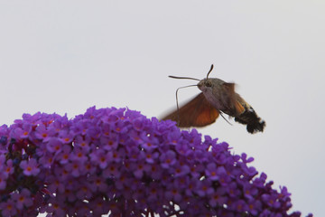 Furczak gołąbek © Tomek Kiecana