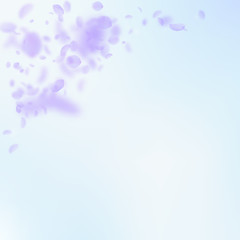Fototapeta na wymiar Violet flower petals falling down. Shapely romanti