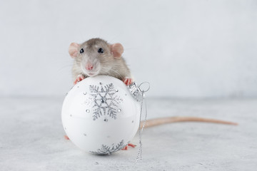 Rat with Christmas glass ball decoration