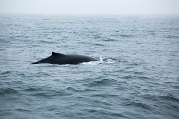 Fototapeta premium Whale in the vicinity of Husavik, Iceland in summer
